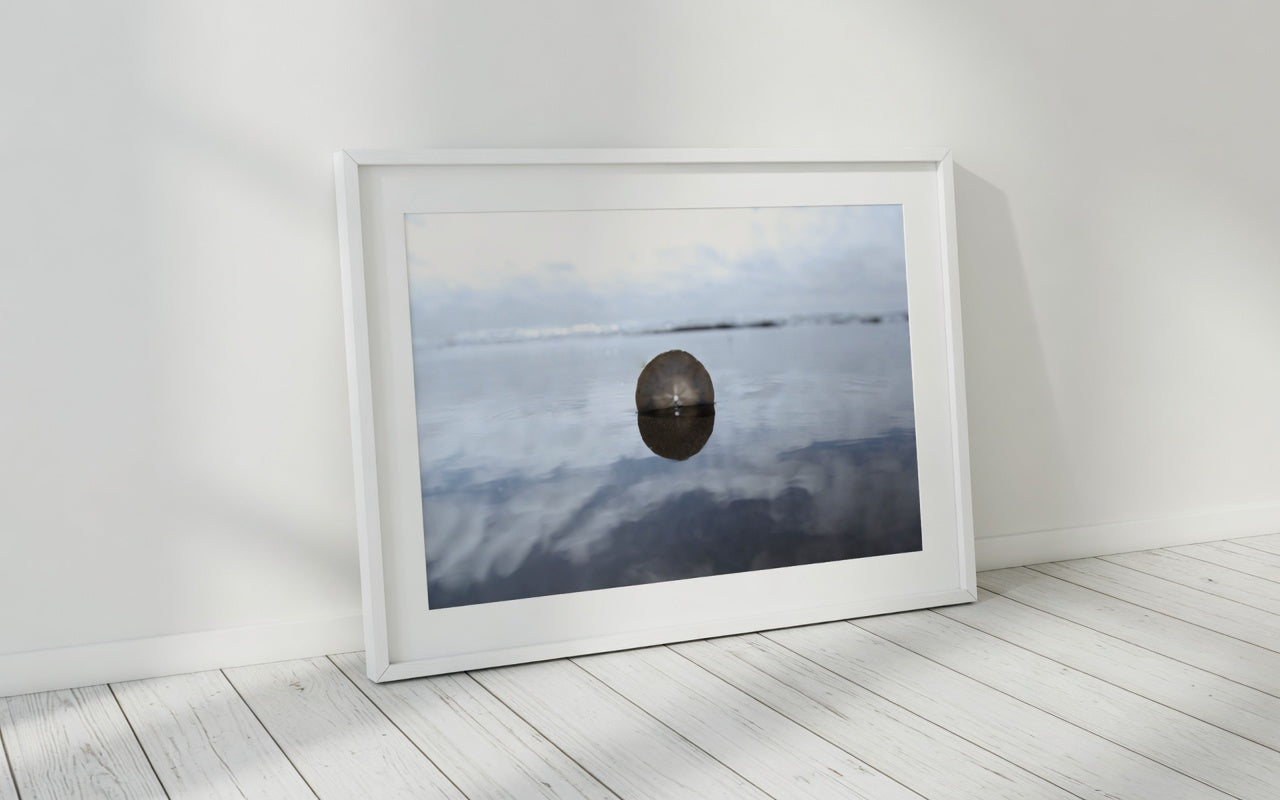 Sand Dollar