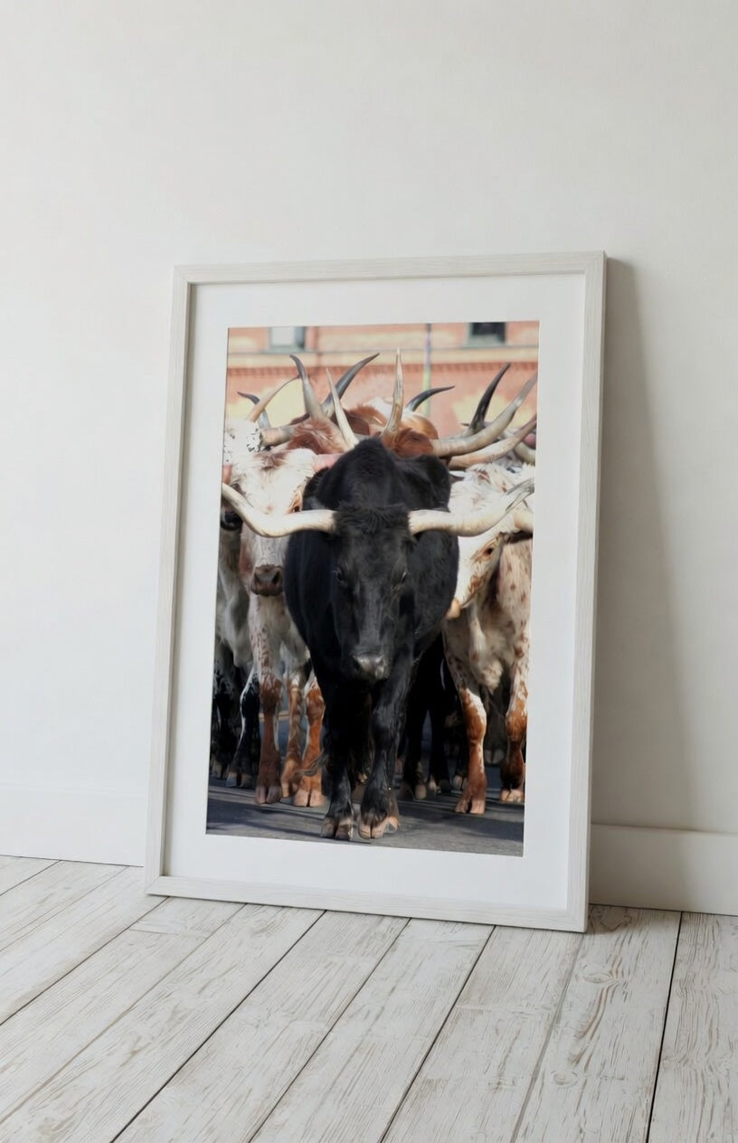 Texas Longhorn