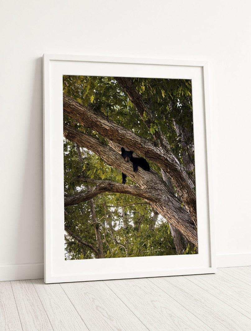 Bear Cub