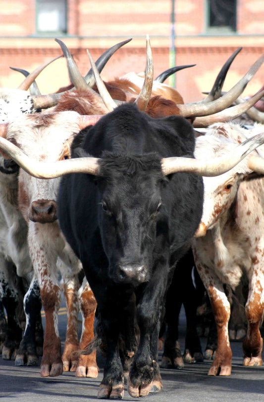 Texas Longhorn