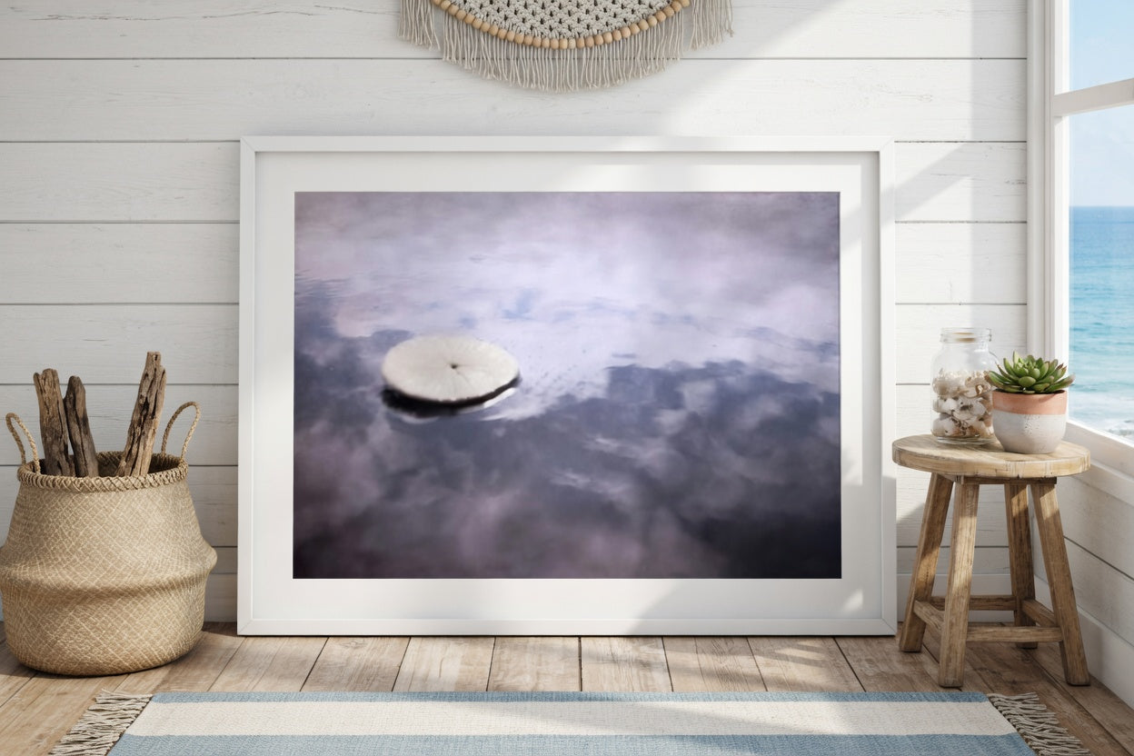 Sand Dollar Photography Print