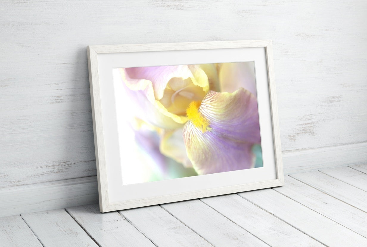 Lavender Iris Petal