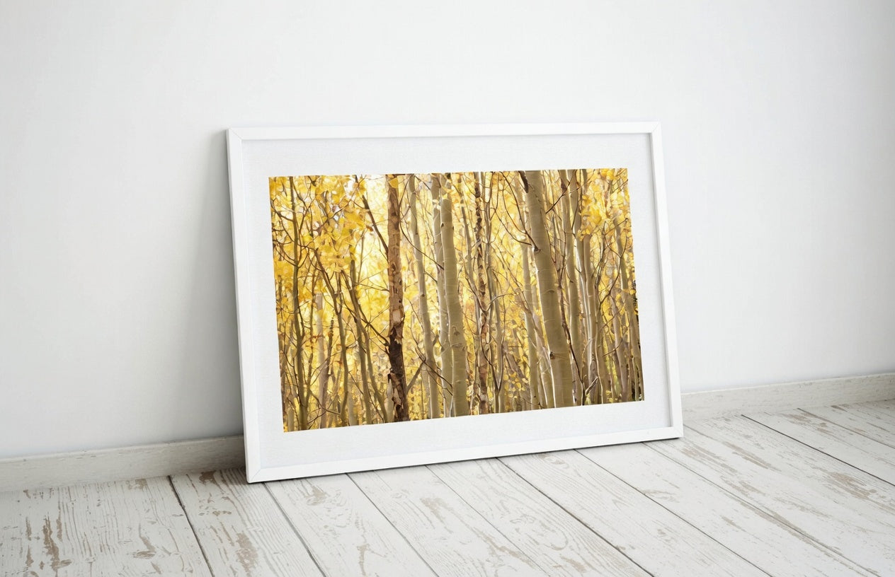 Gold Aspen Trees