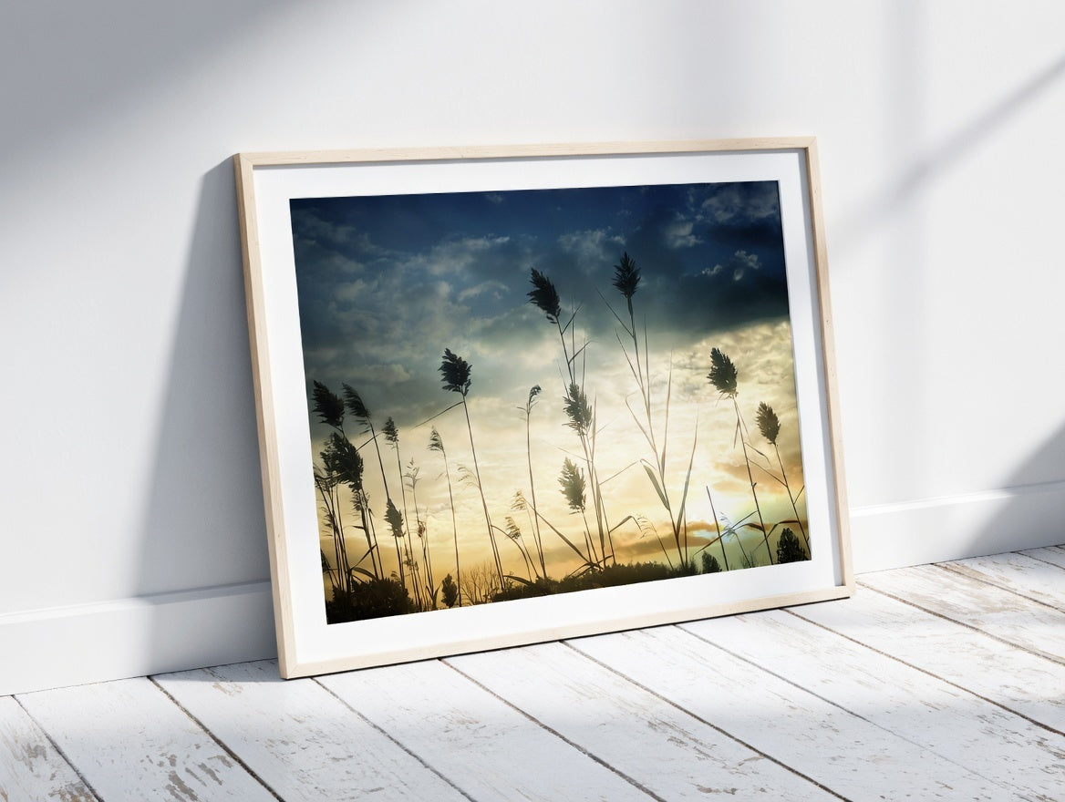 Cattails at Sunset