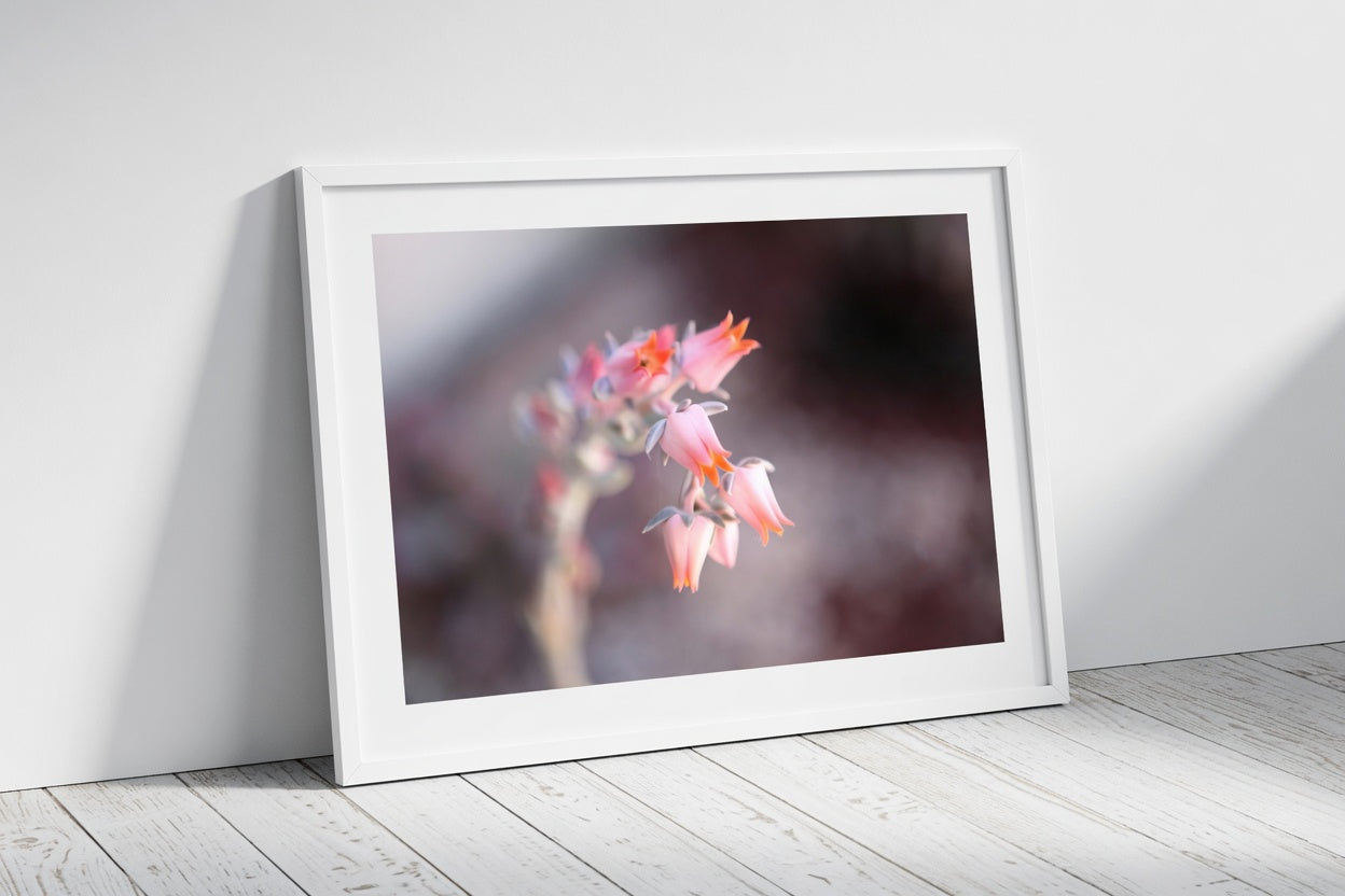 Soft pink succulent Flower Blooms