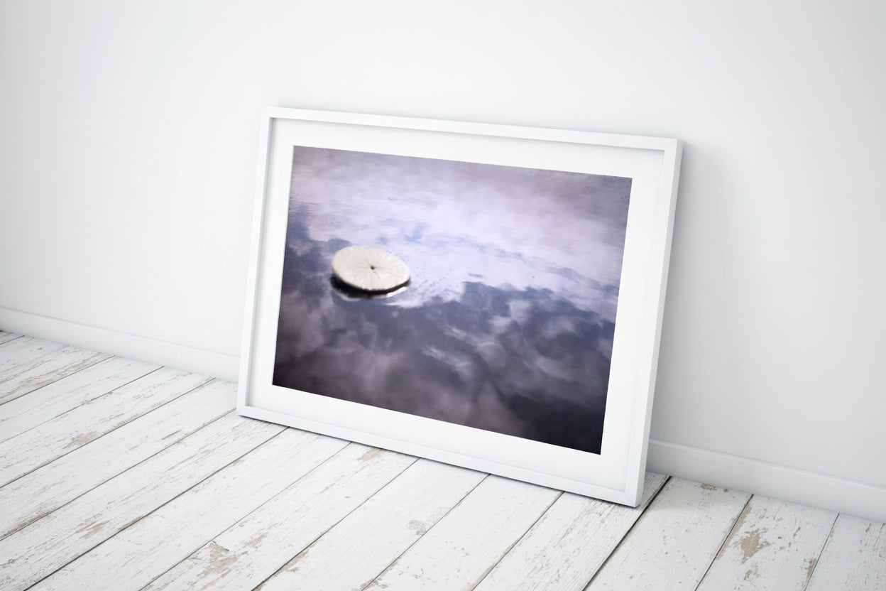 Sand Dollar Photography Print