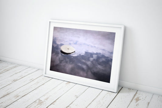 Sand Dollar Photography Print