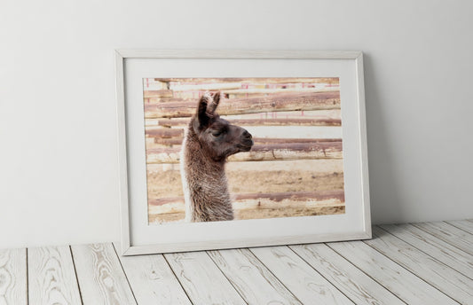 Llama Portrait